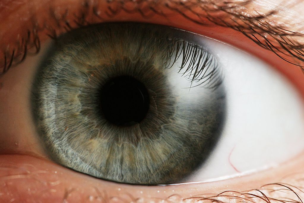 L'œil humain (source : Creative Commons)