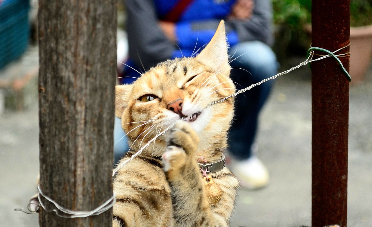 Cat playing with a fence (source: pixabay.com)